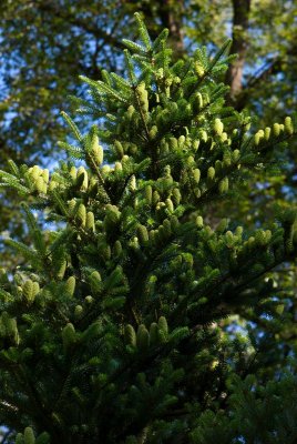 Abies koreana - jedle korejská - šišky